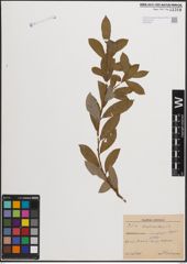 Foto von Salix daphnoides Vill.